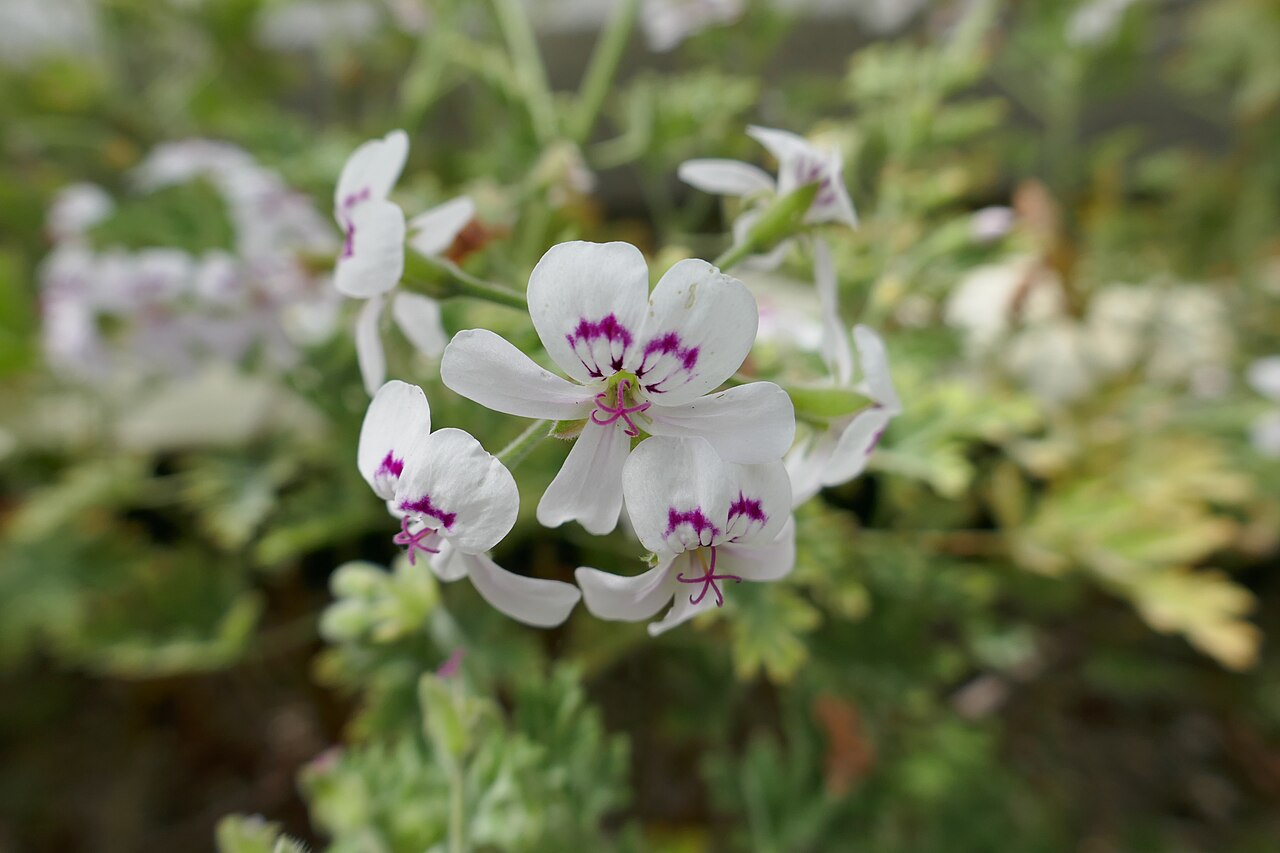 Scented Geranium изображение 6