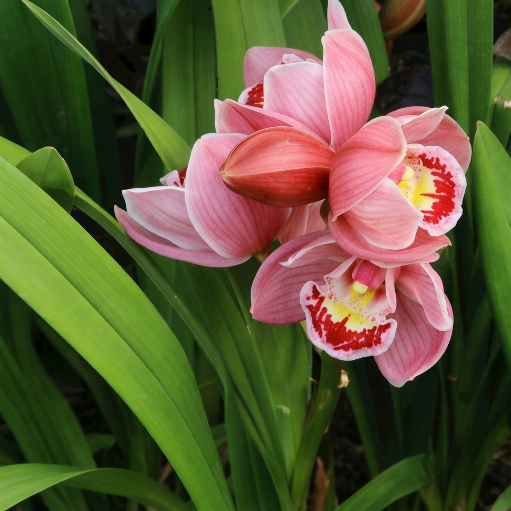 Cymbidium ಆರ್ಕಿಡ್