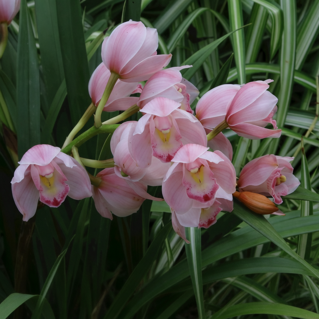 Orhideea Cymbidium imagine 7