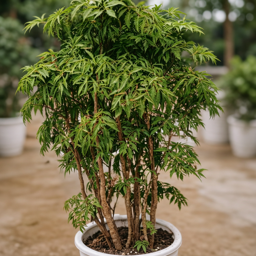 False Aralia تصویر 2