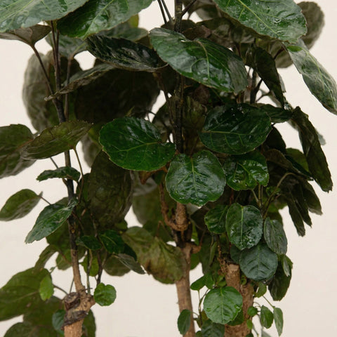 False Aralia تصویر 4