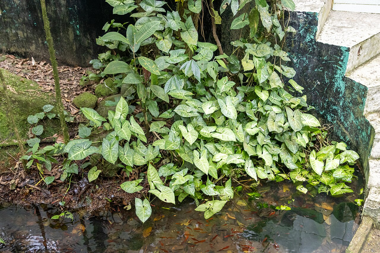 Arrowhead Vine ਚਿੱਤਰ 5