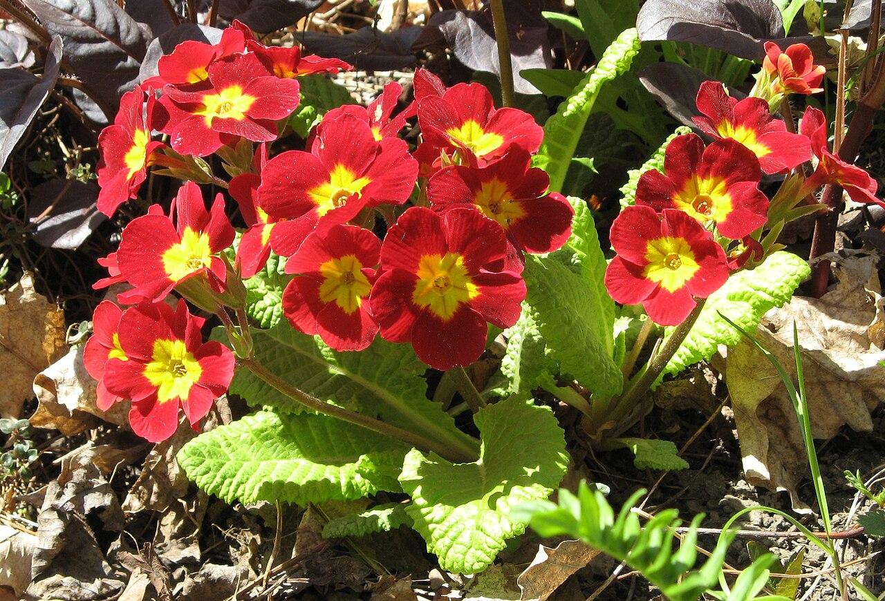 Polyanthus Primrose ಚಿತ್ರ 5
