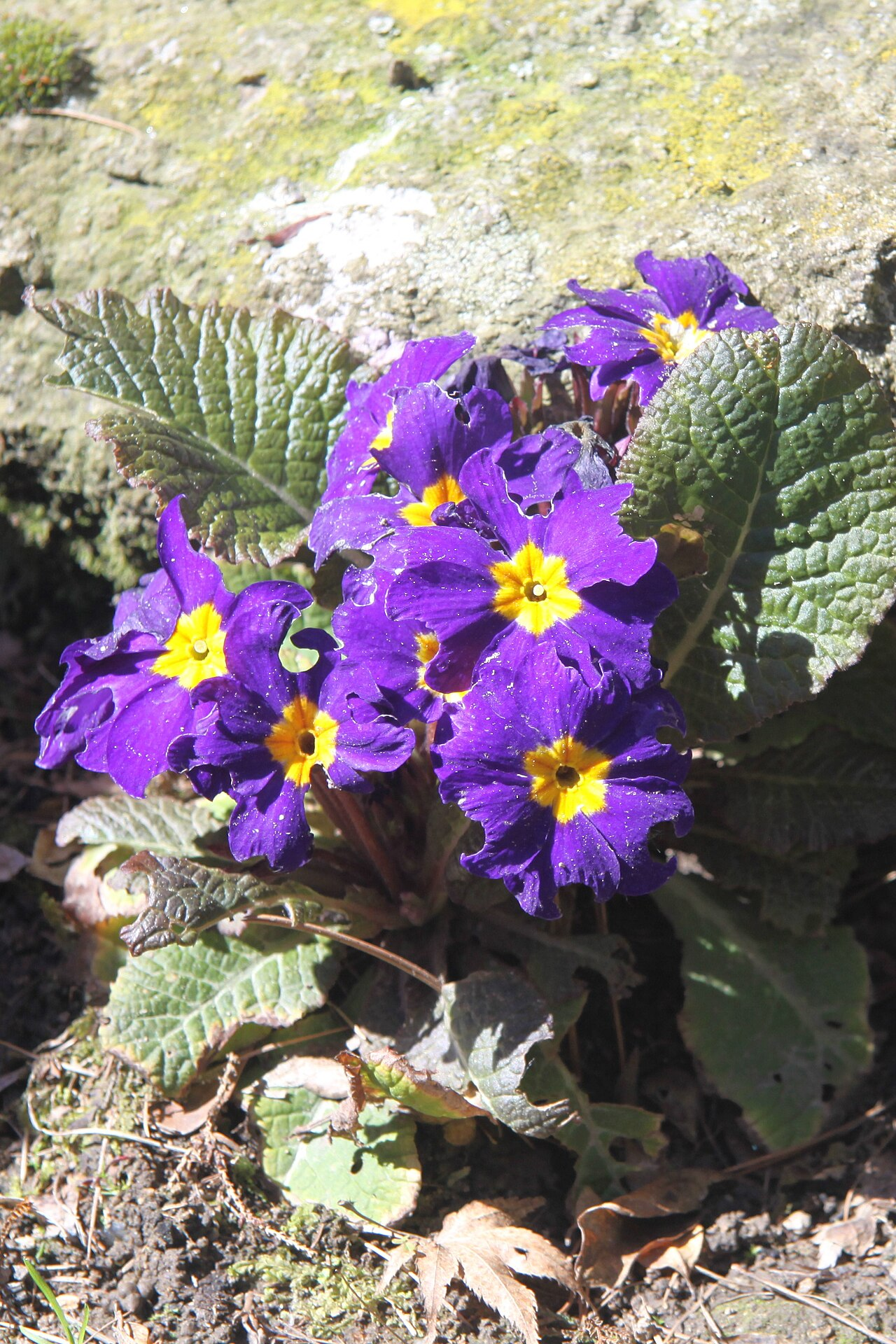 Polyanthus Primrose ಚಿತ್ರ 6