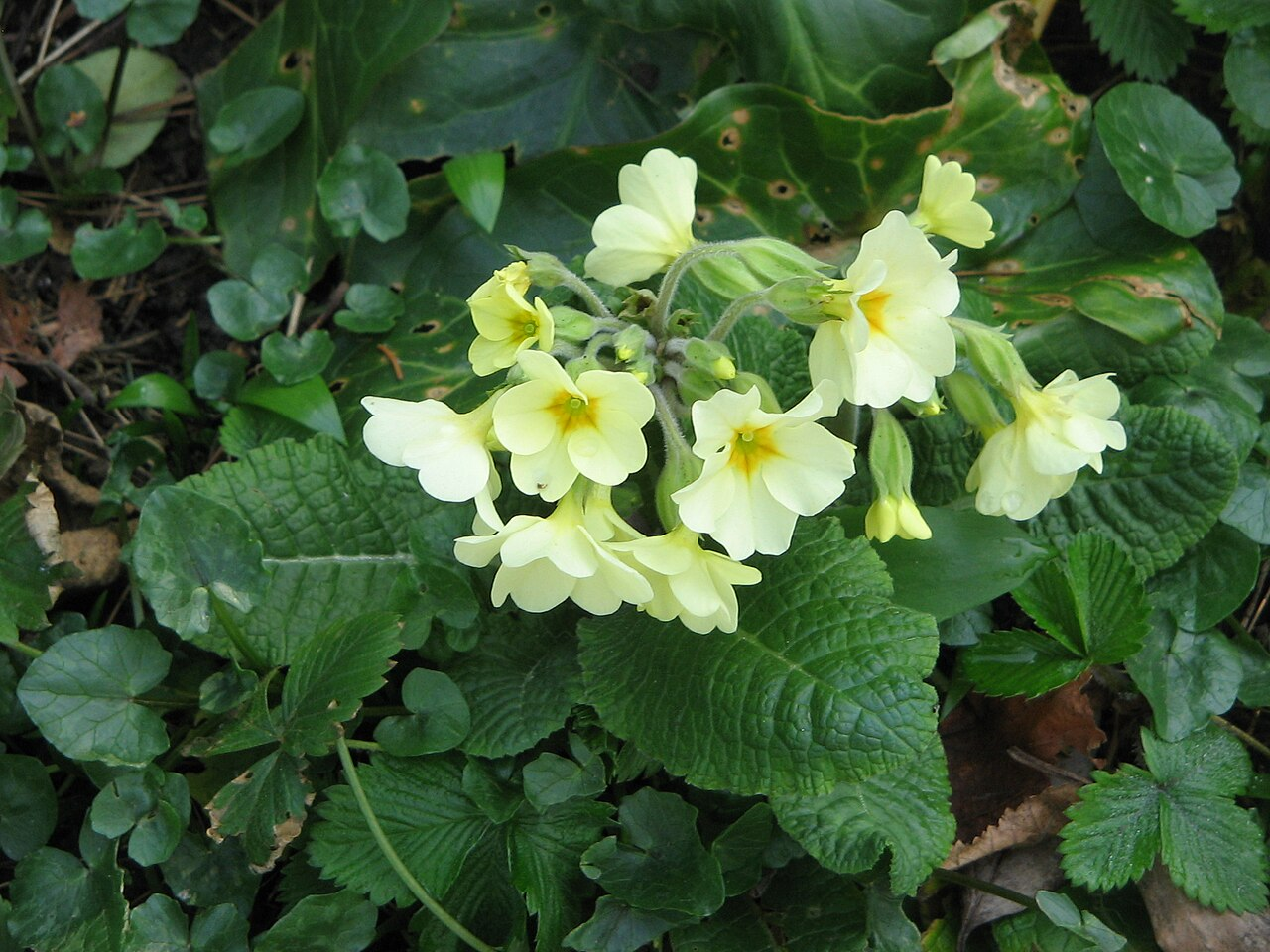 Polyanthus Primrose ಚಿತ್ರ 7