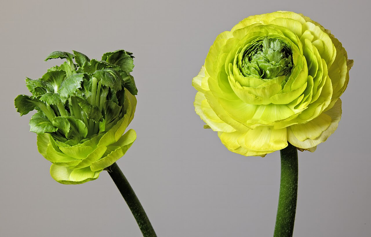 Persian Buttercup ภาพ 6