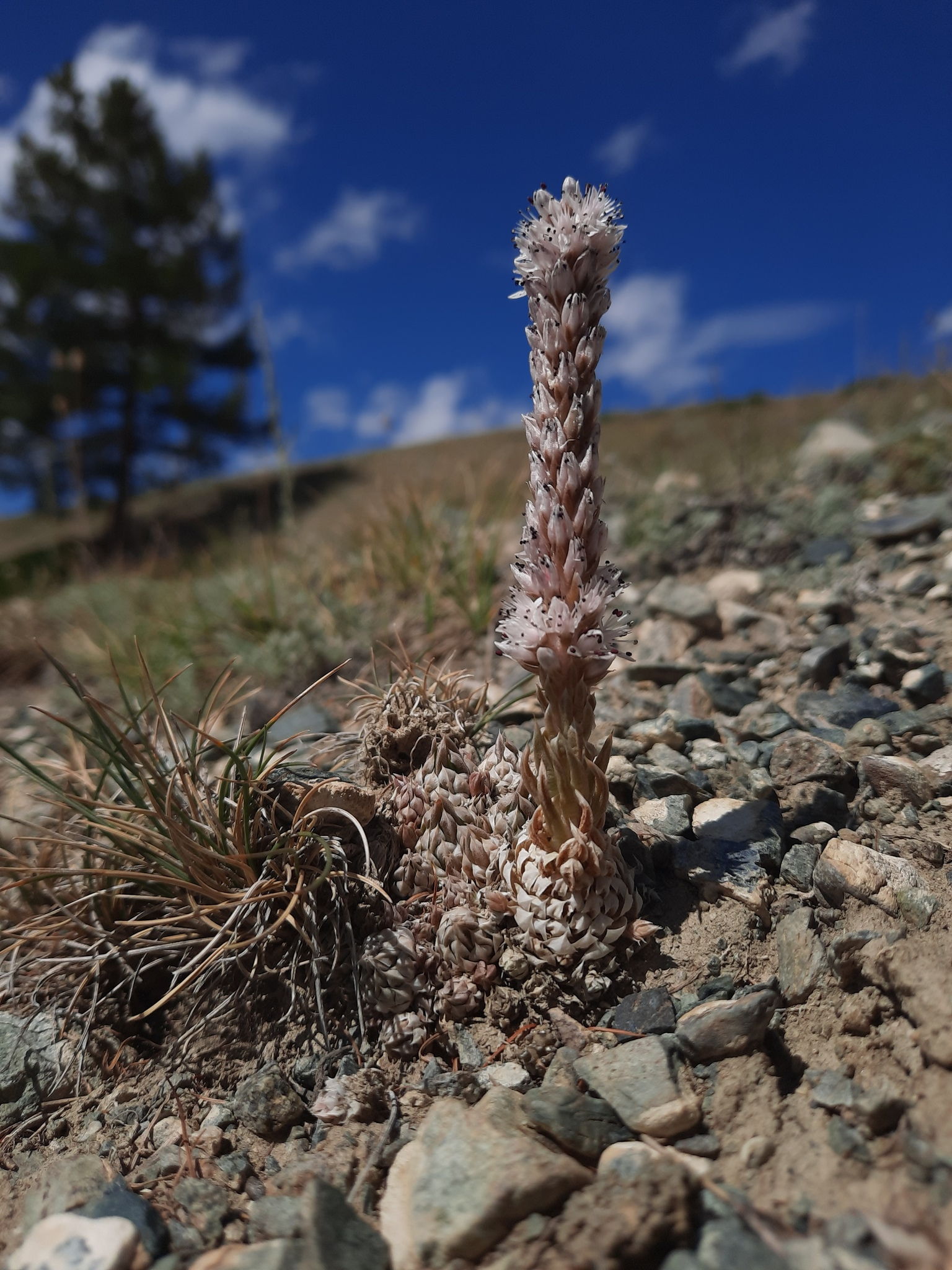 Dunce Cap Succulent picha 2
