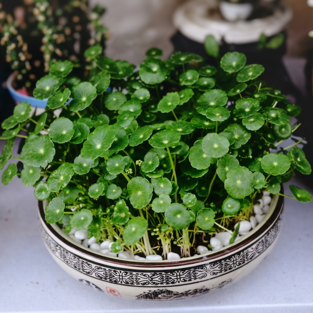 Brazilian Pennywort