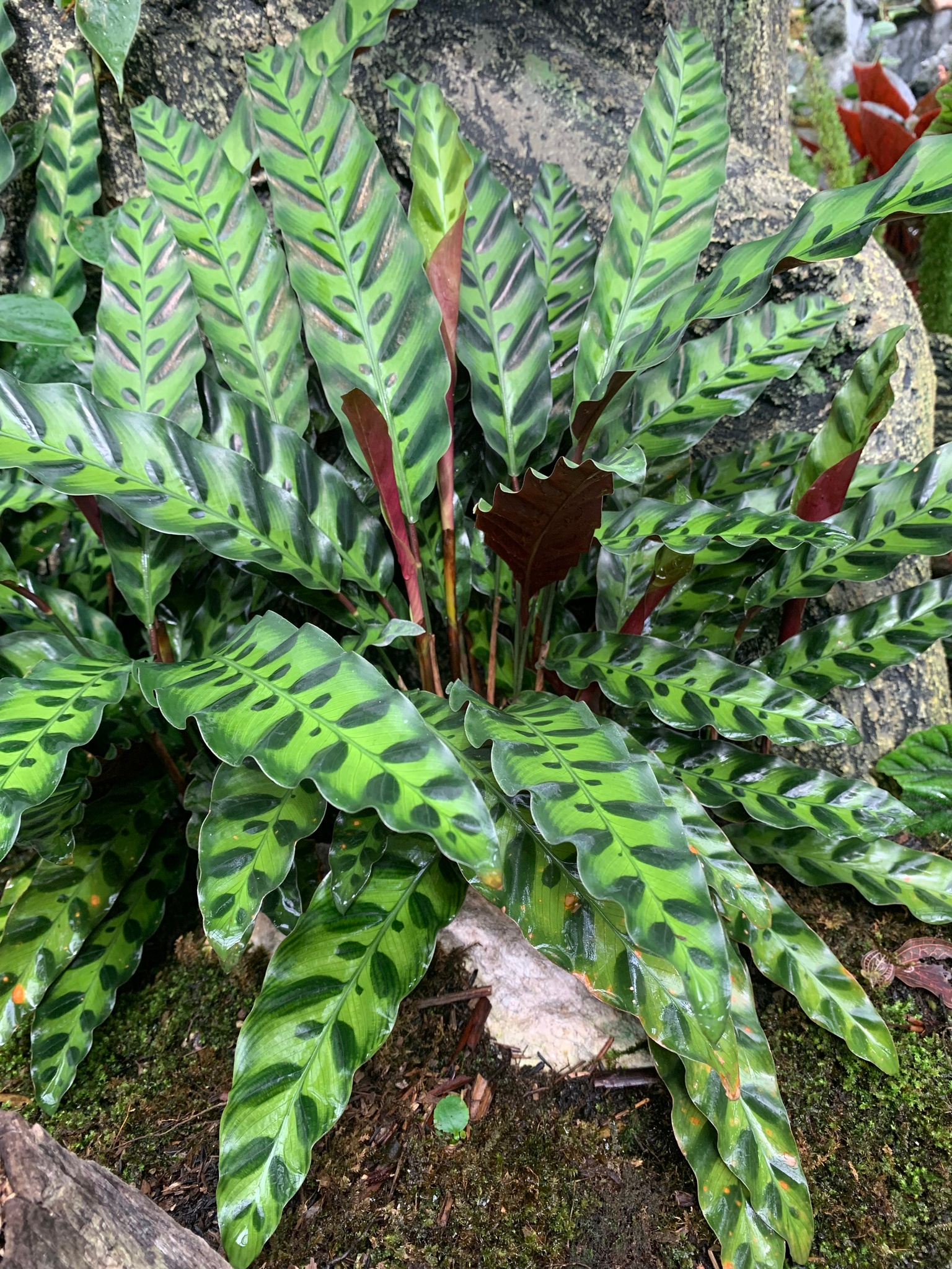 披针叶竹芋 图片 5