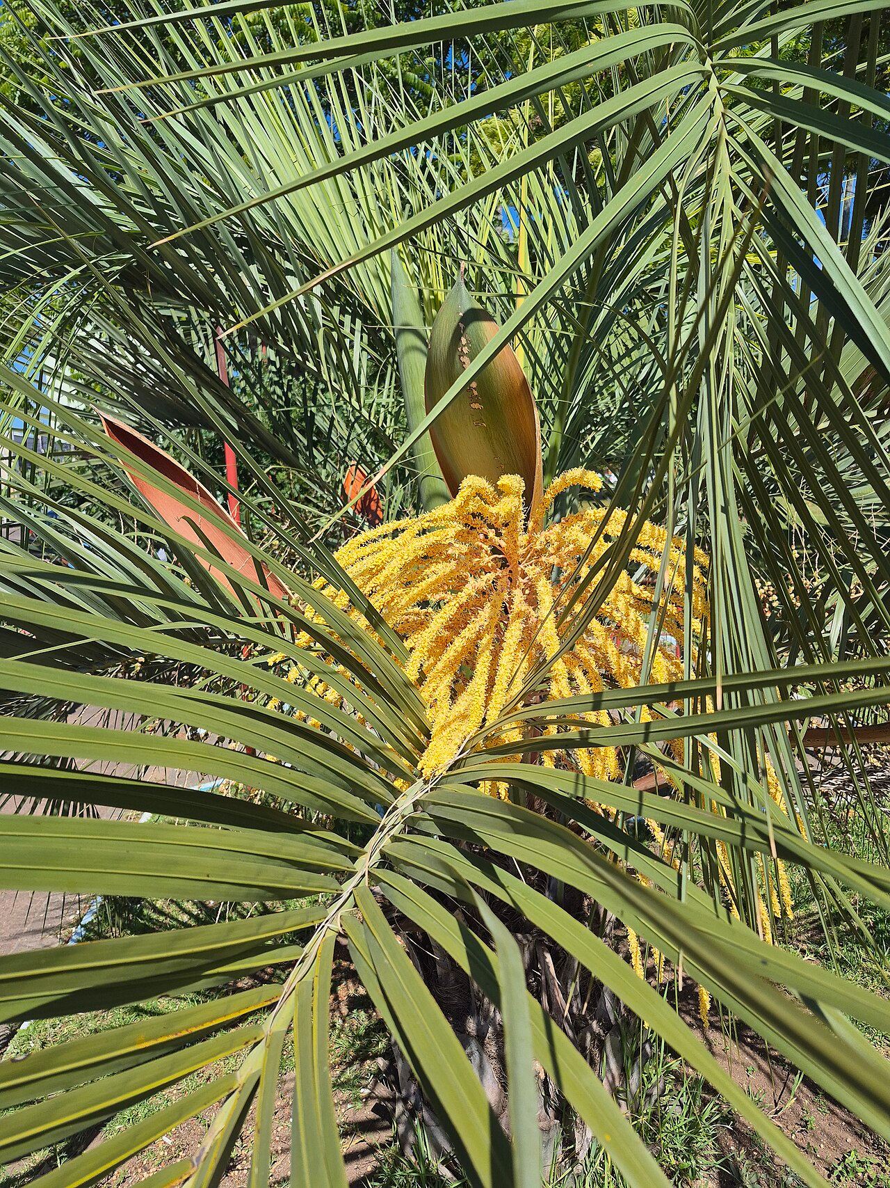 Pindo Palm image 3