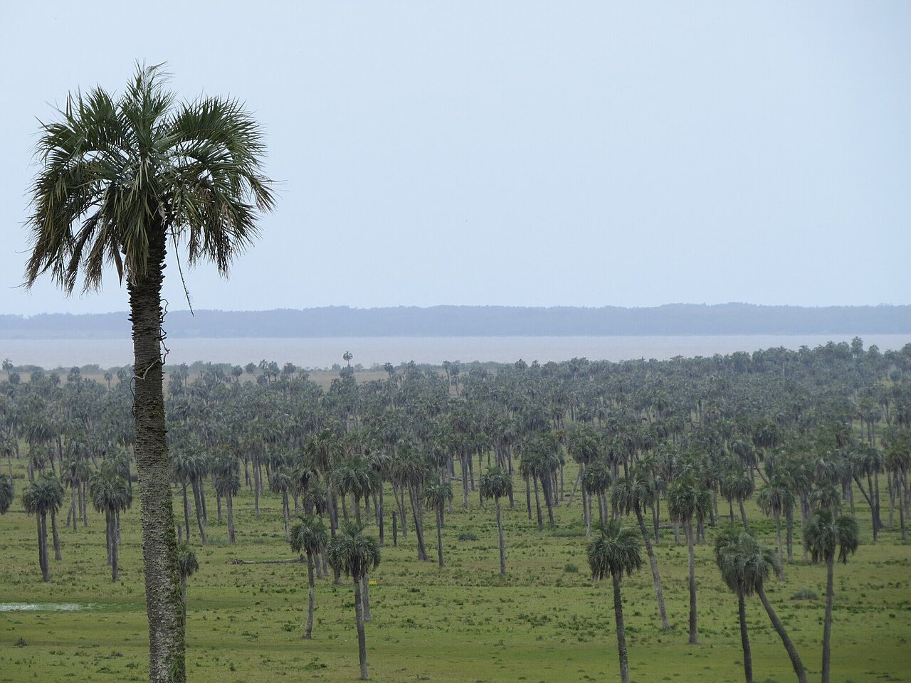 Pindo Palm image 6