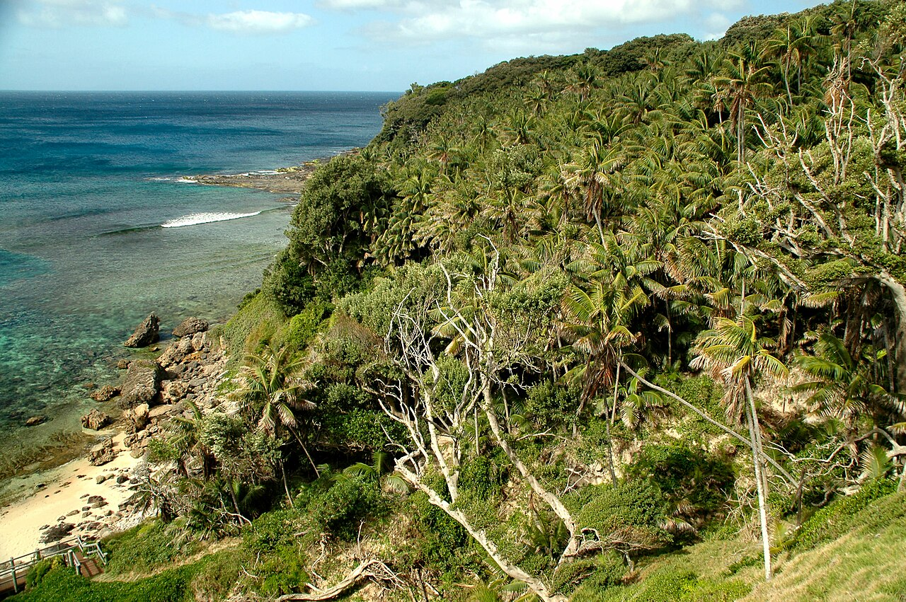 肯蒂亚棕榈 图片 6