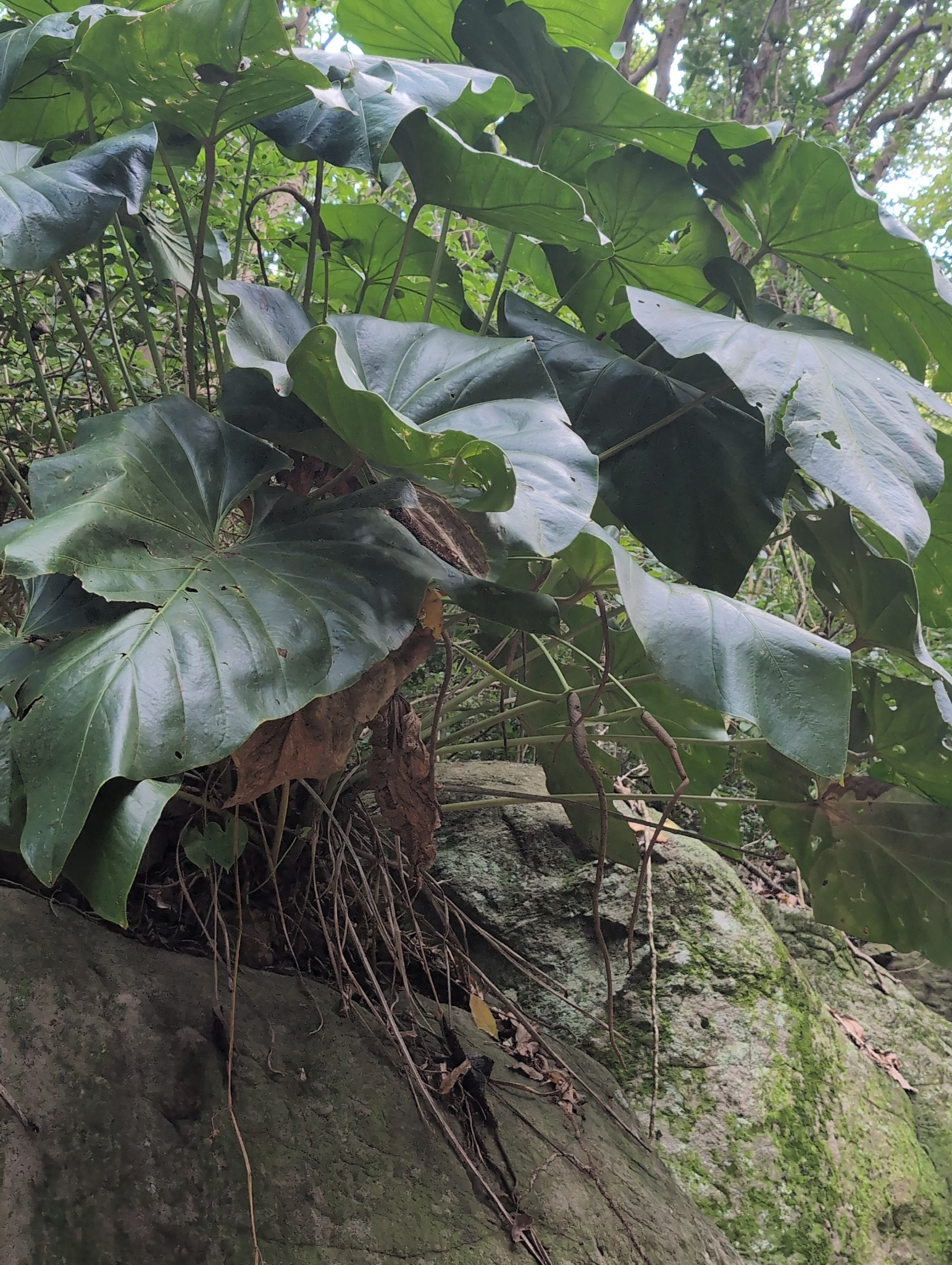 小天使蔓绿绒 图片 4