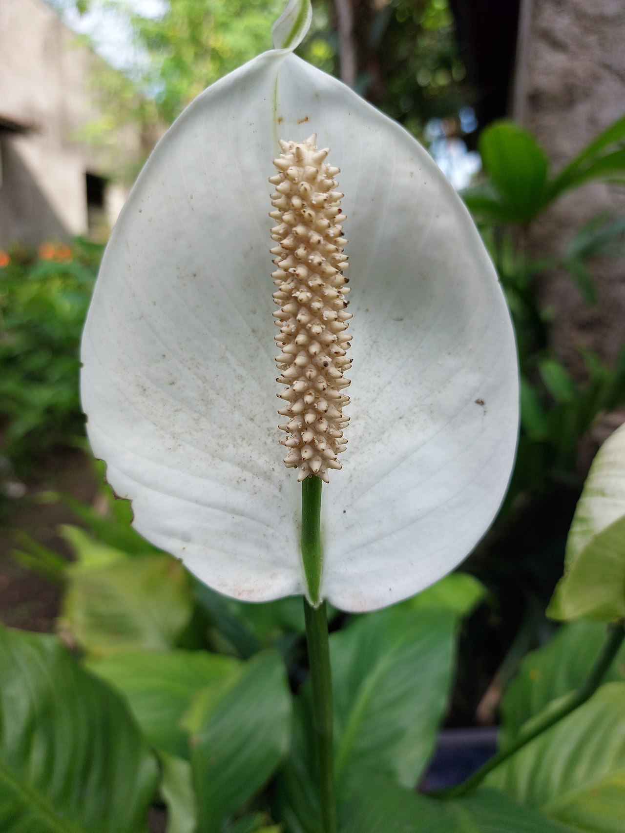 Peace Lily