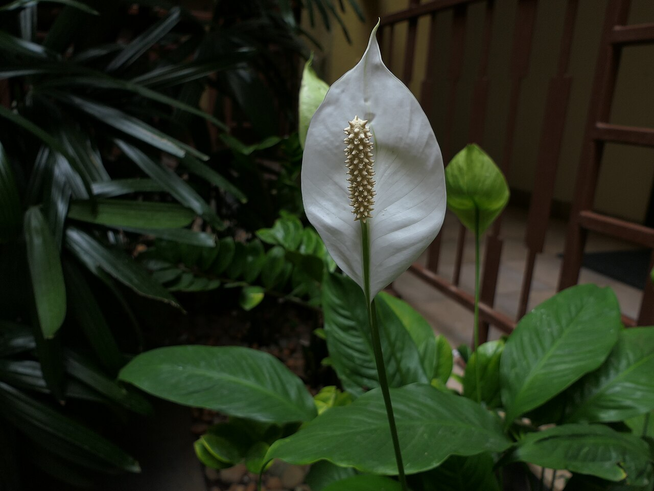 Peace Lily image 4