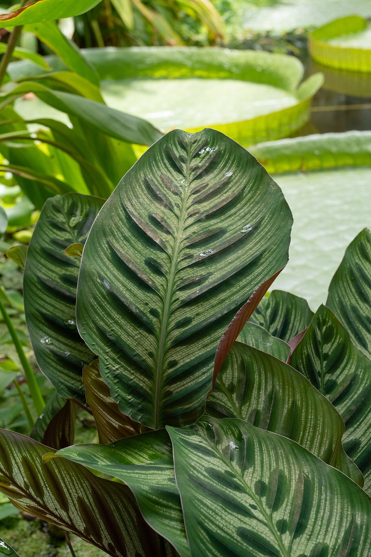 红脉豹纹竹芋 图片 4