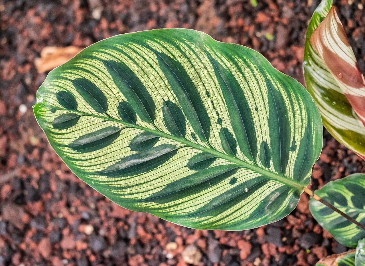 红脉豹纹竹芋 图片 5