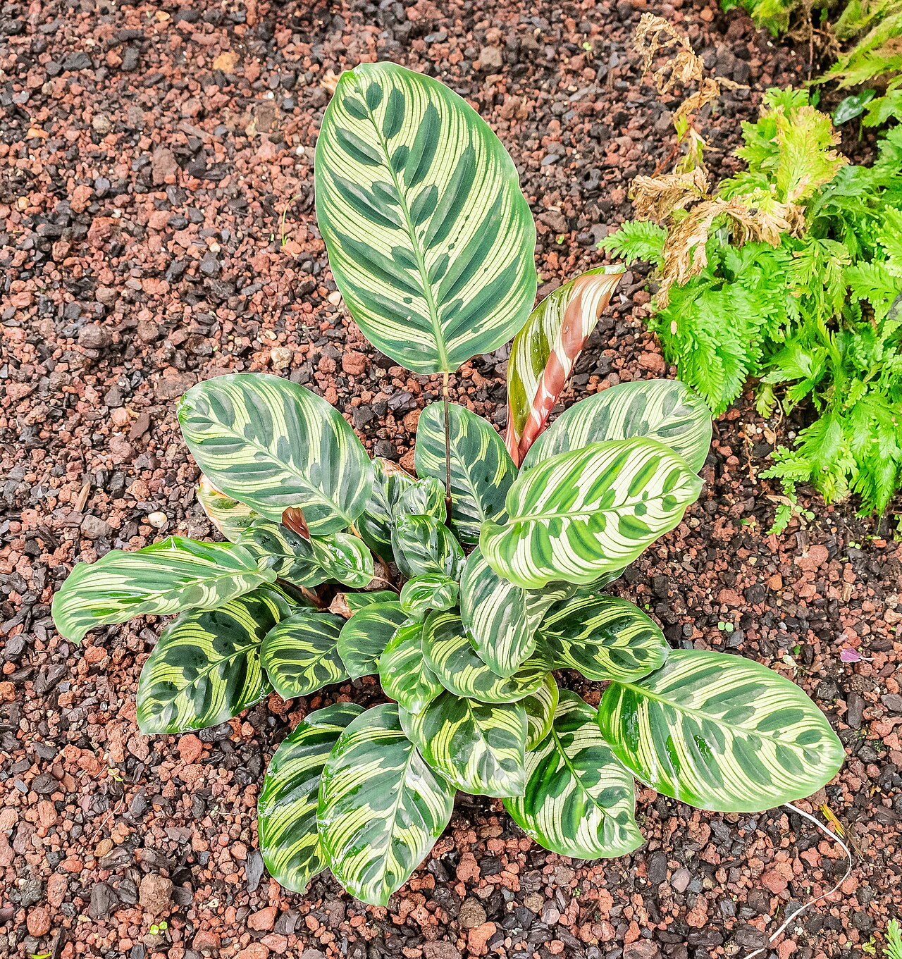 红脉豹纹竹芋 图片 6