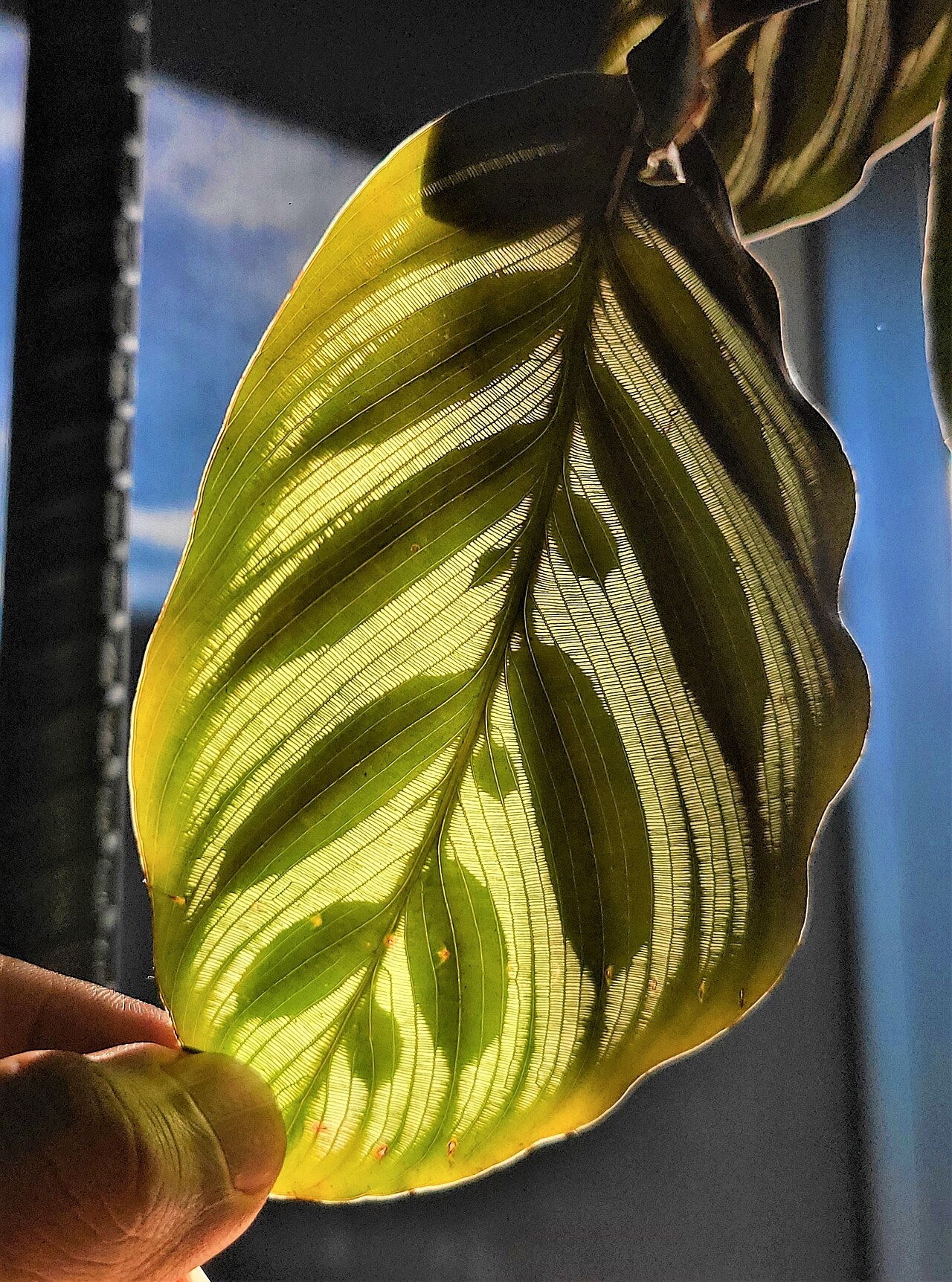 红脉豹纹竹芋 图片 7