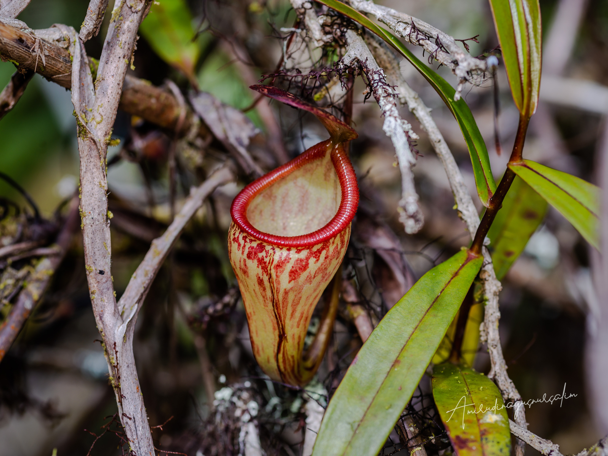 Tropical Pitcher Plant image 2