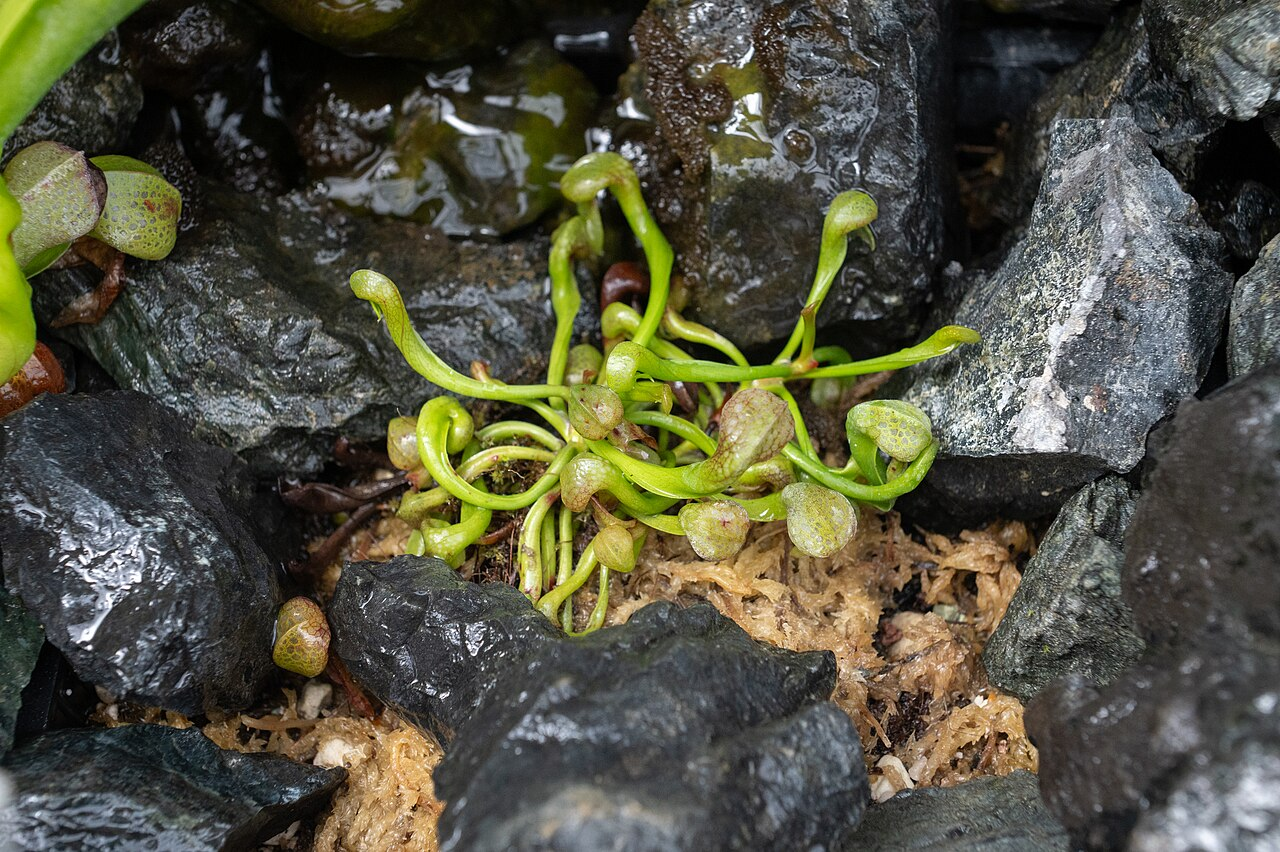 眼镜蛇瓶子草 图片 2