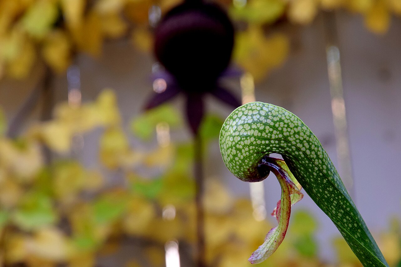 眼镜蛇瓶子草 图片 3