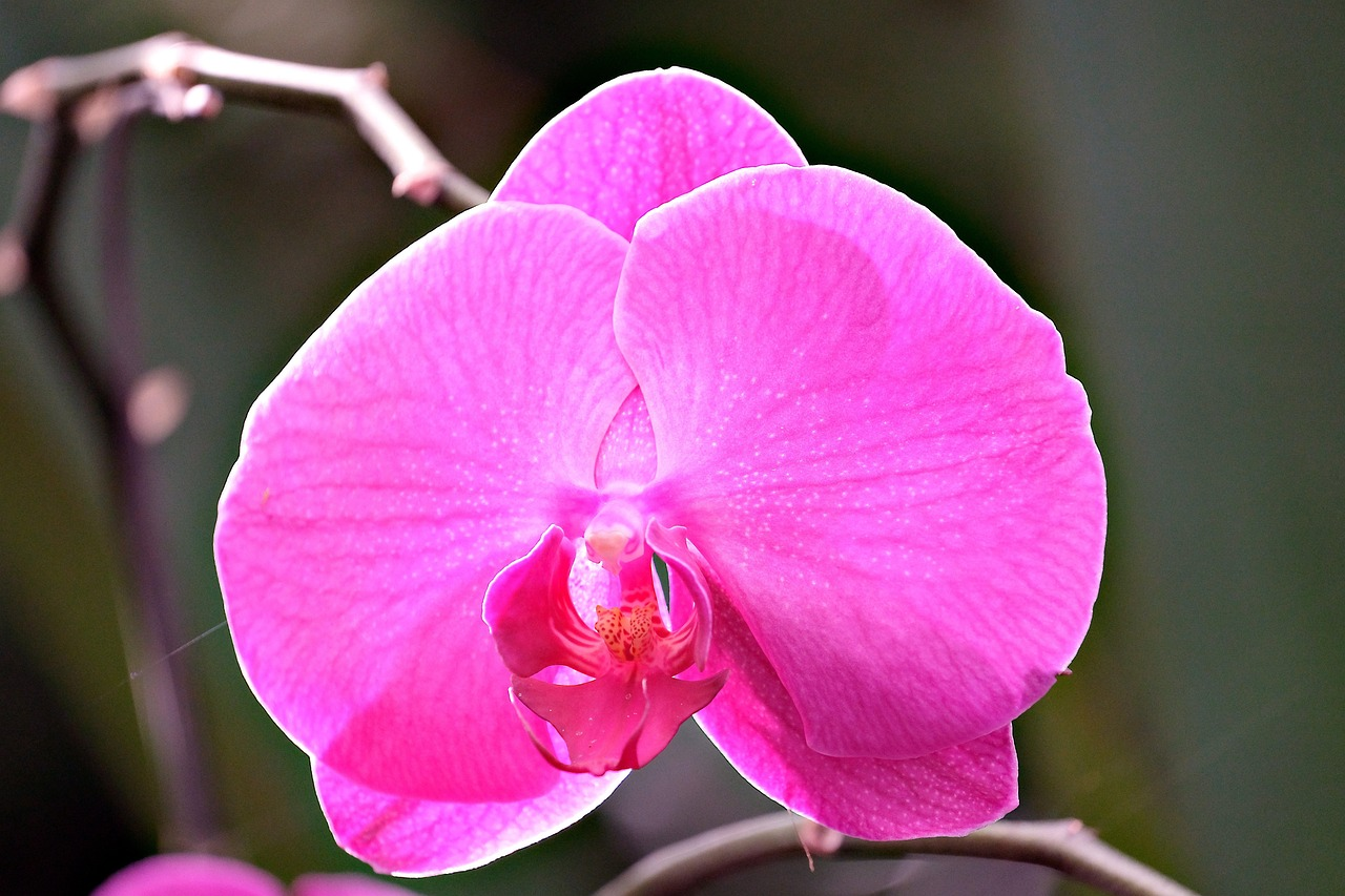 Orchidée papillon photo 4