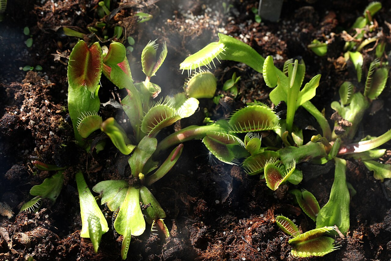 Venus Flytrap image 6