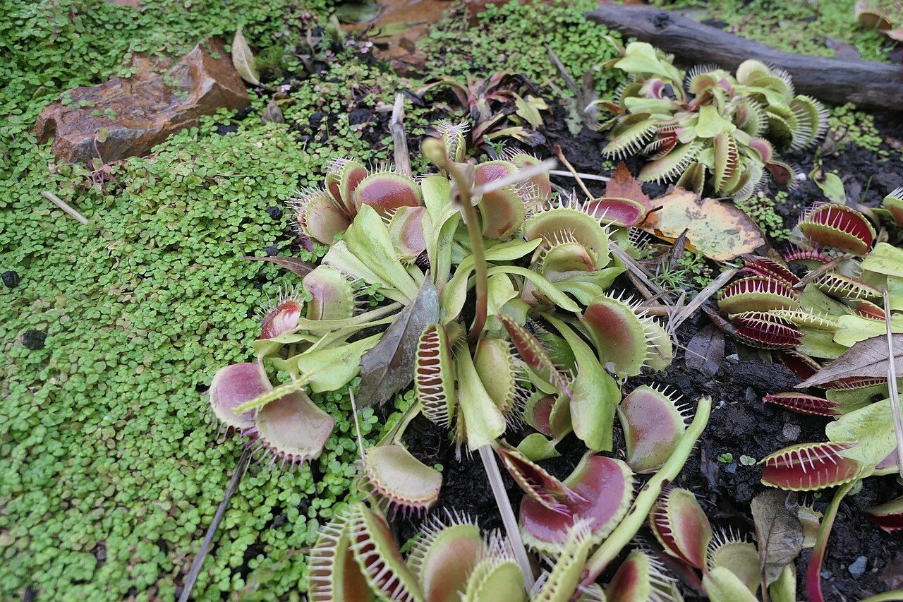 Venus Flytrap image 7