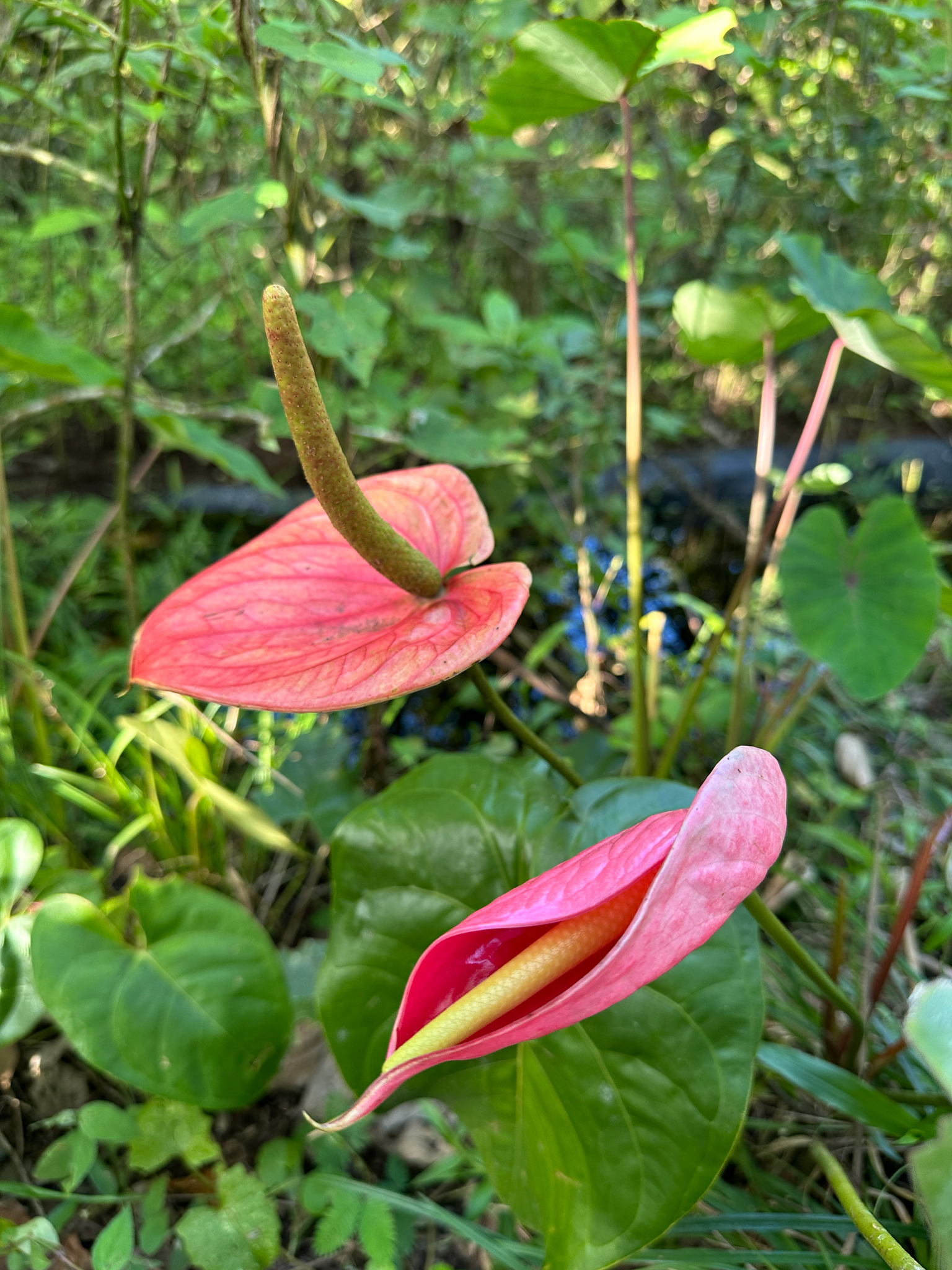 Black Queen Anthurium
