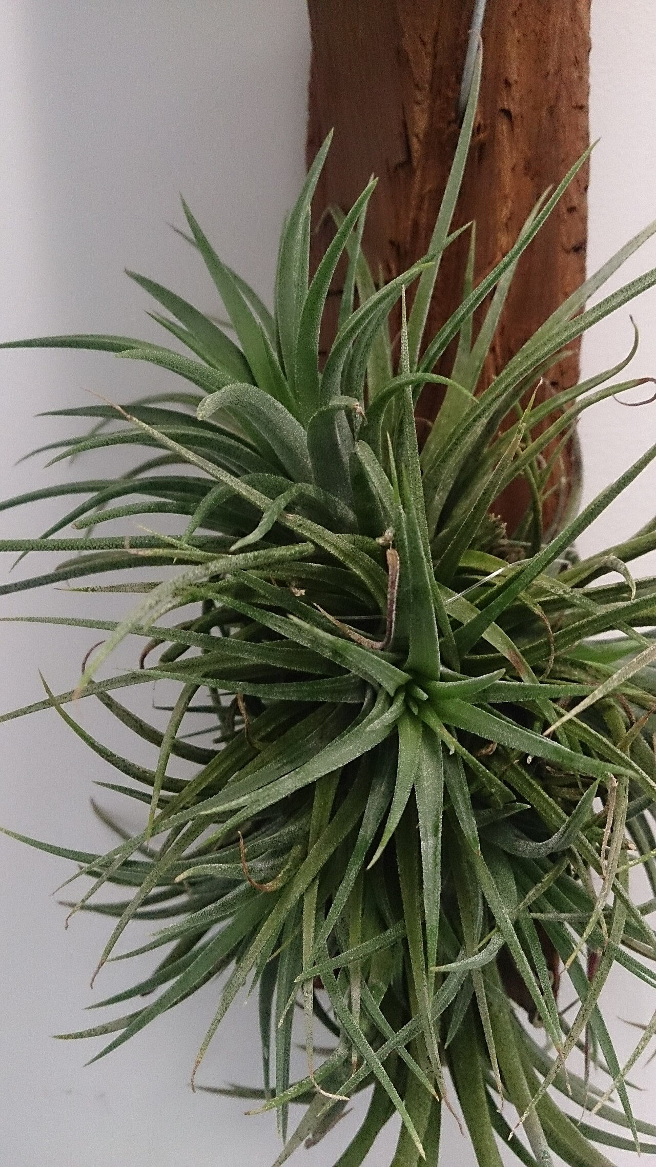 Air Plant image 4