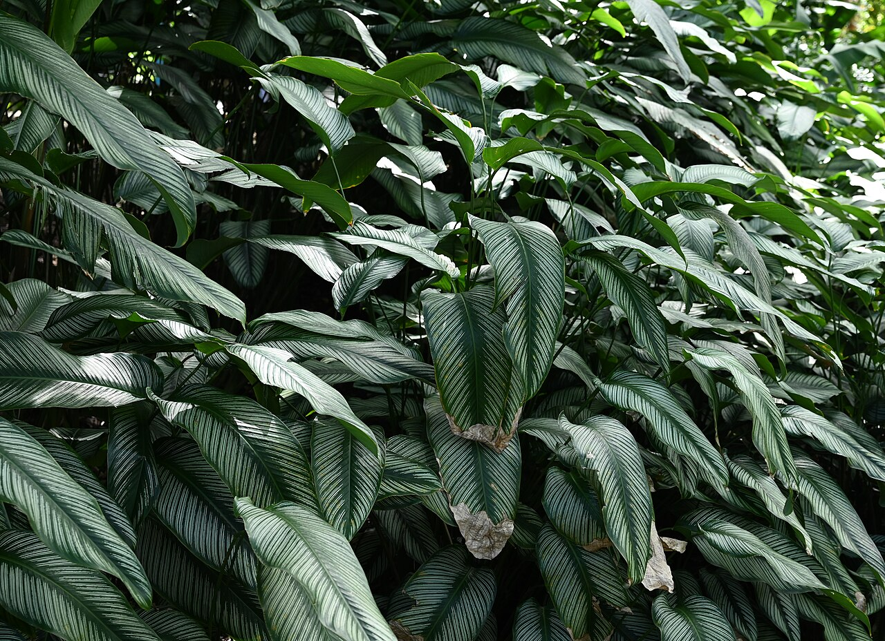 方角栉花竹芋 图片 3