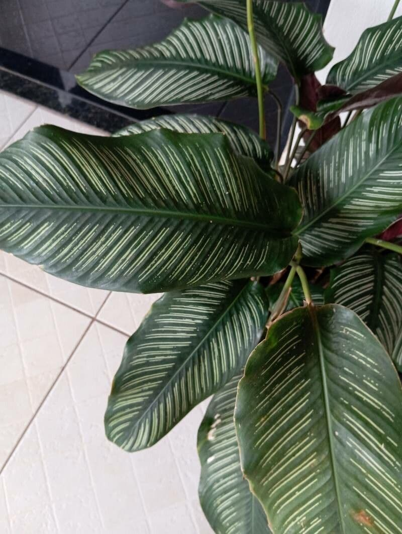 Pinstripe Calathea