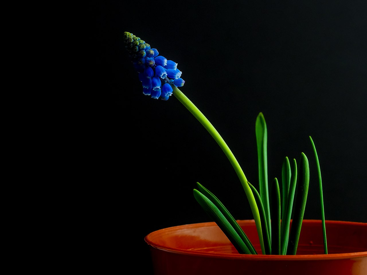 Grape Hyacinth image 5