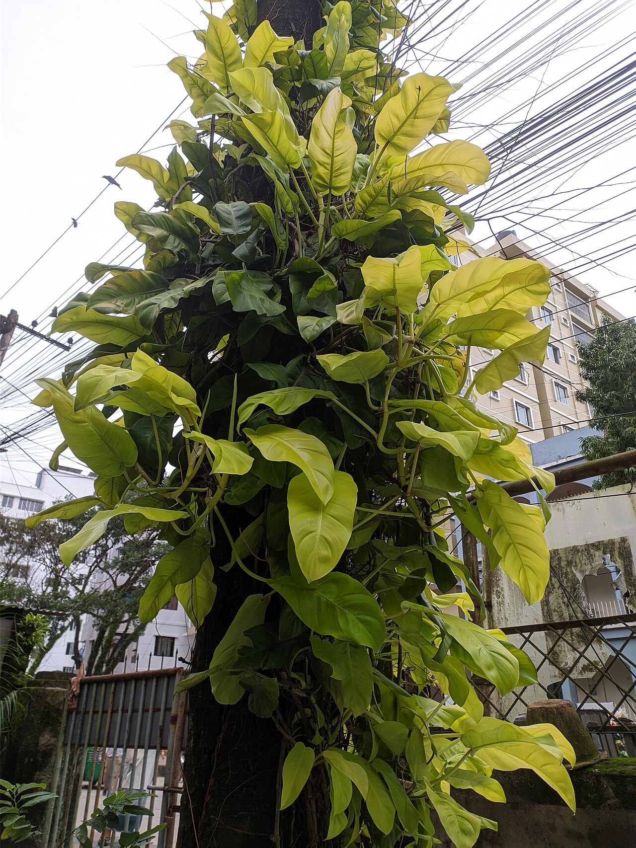 Heartleaf Philodendron image 5