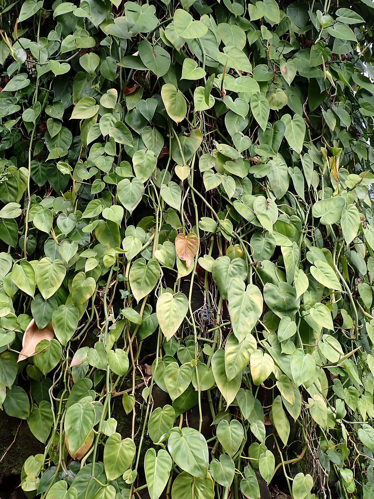 Heartleaf Philodendron image 6