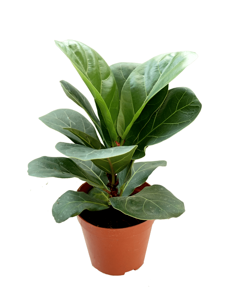 Keman Yapraklı İncir