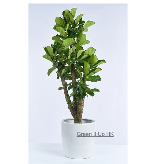 Fico a foglia di violino immagine 3