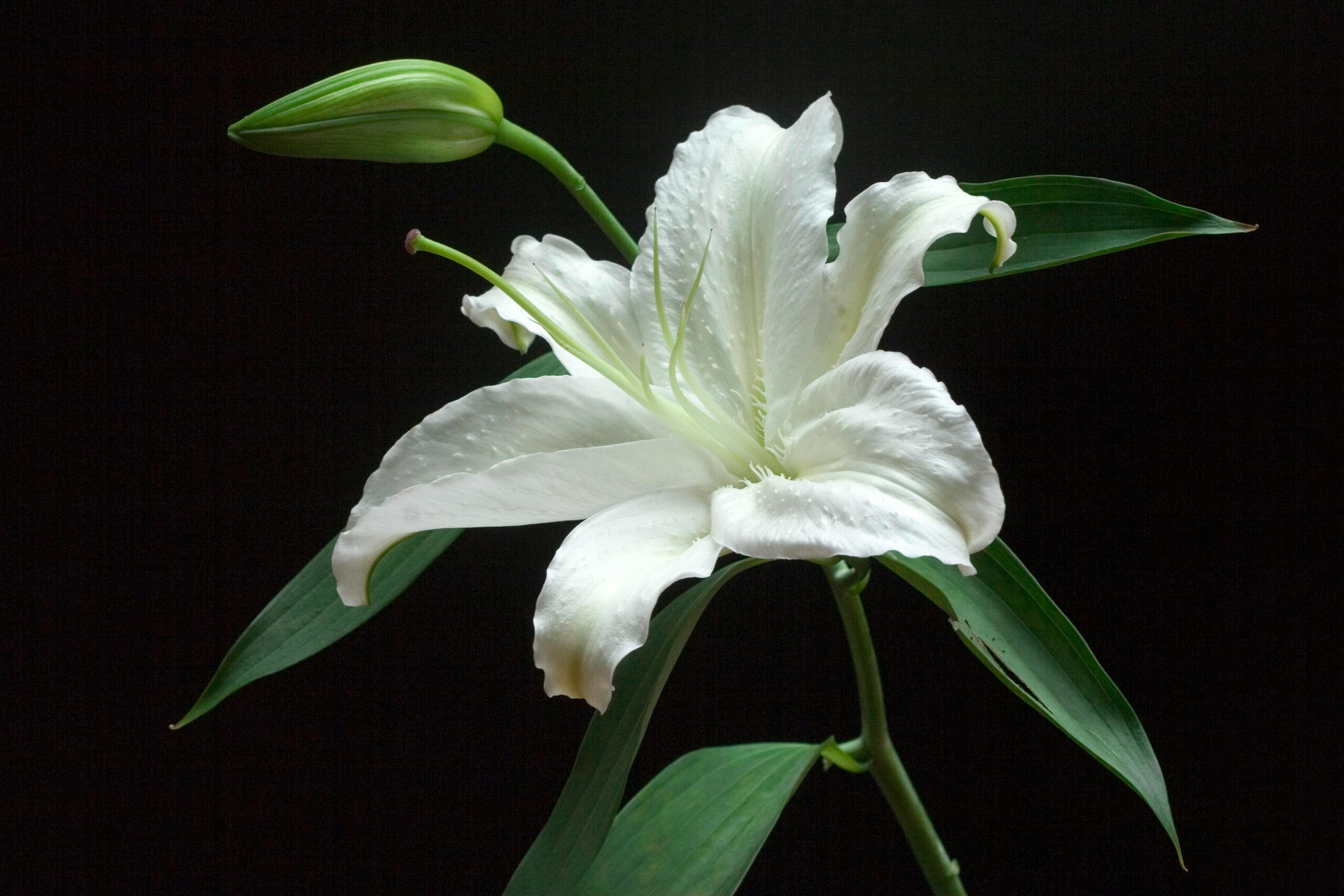 杂交蝴蝶兰 图片 7