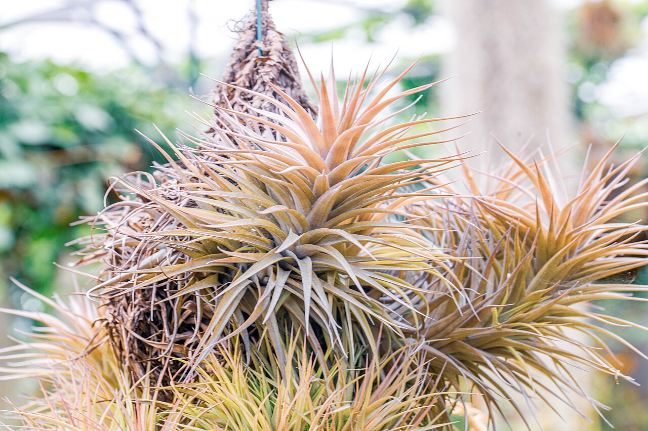 银叶花凤梨 图片 2