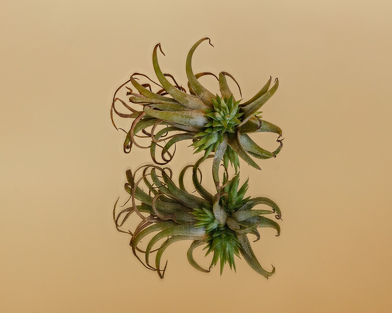 银叶花凤梨 图片 6