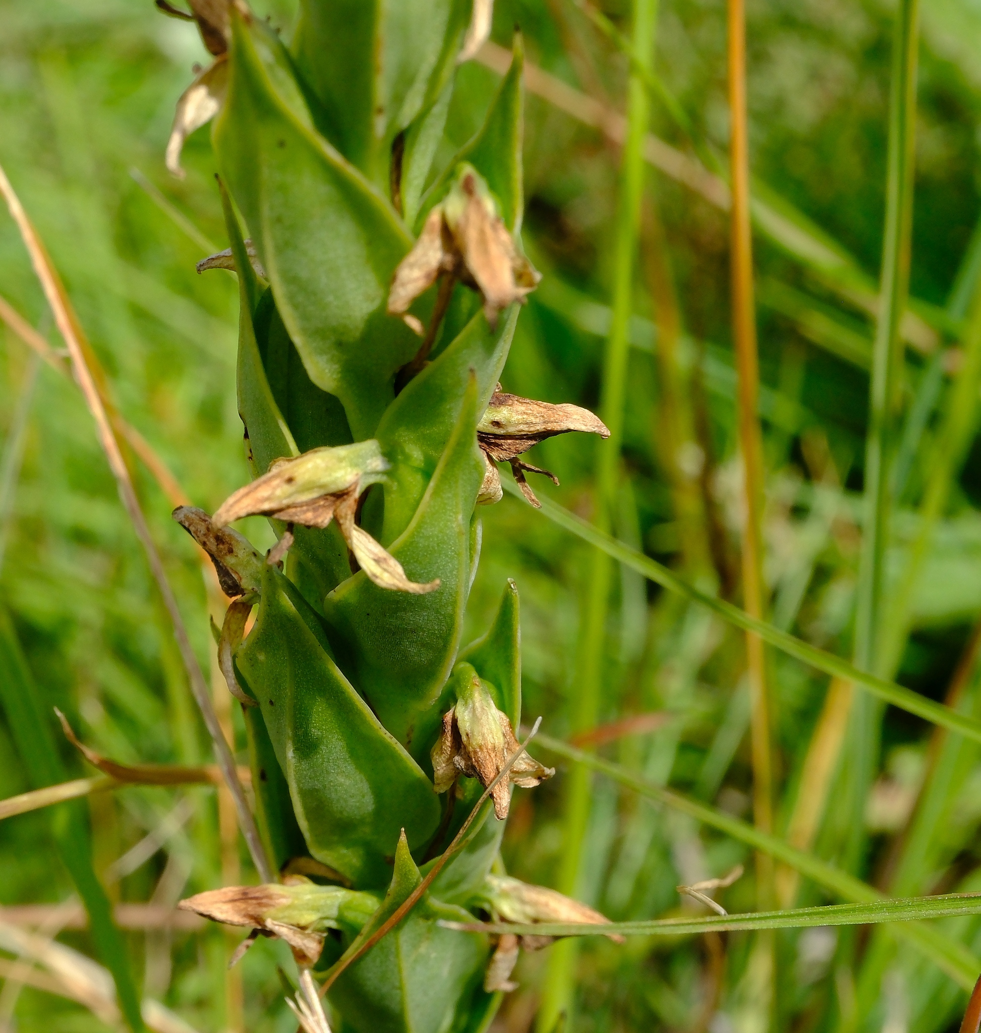 兰属杂种 图片 5