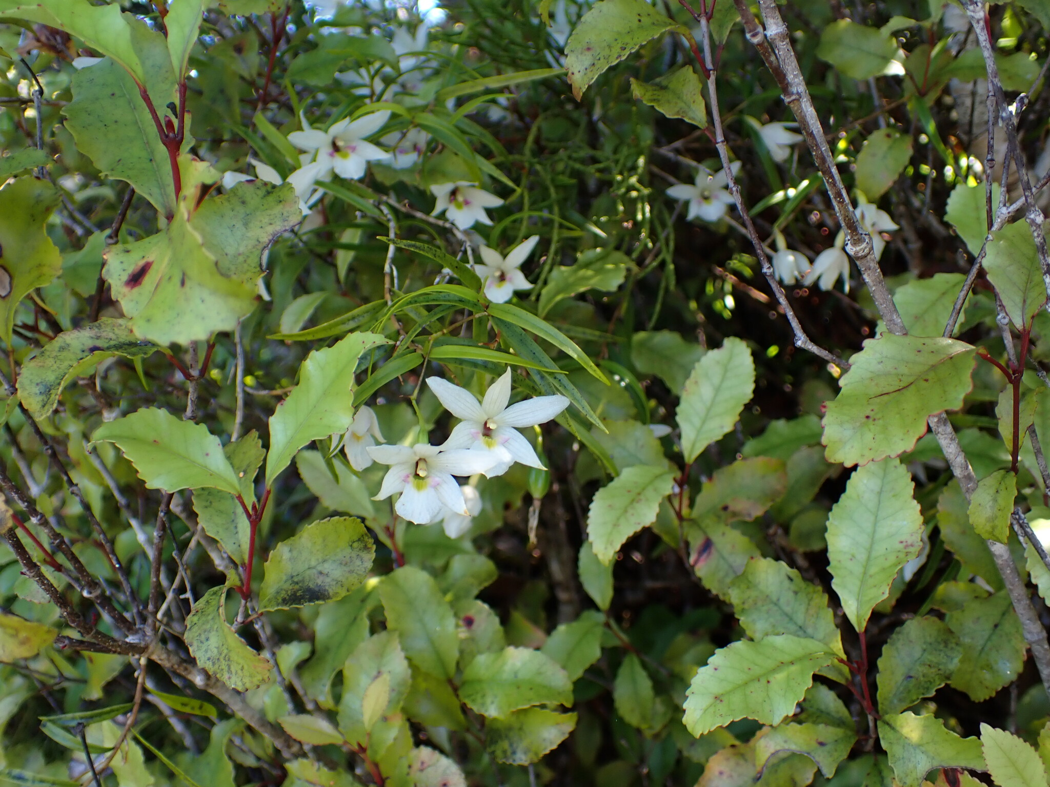 兰属杂种 图片 4