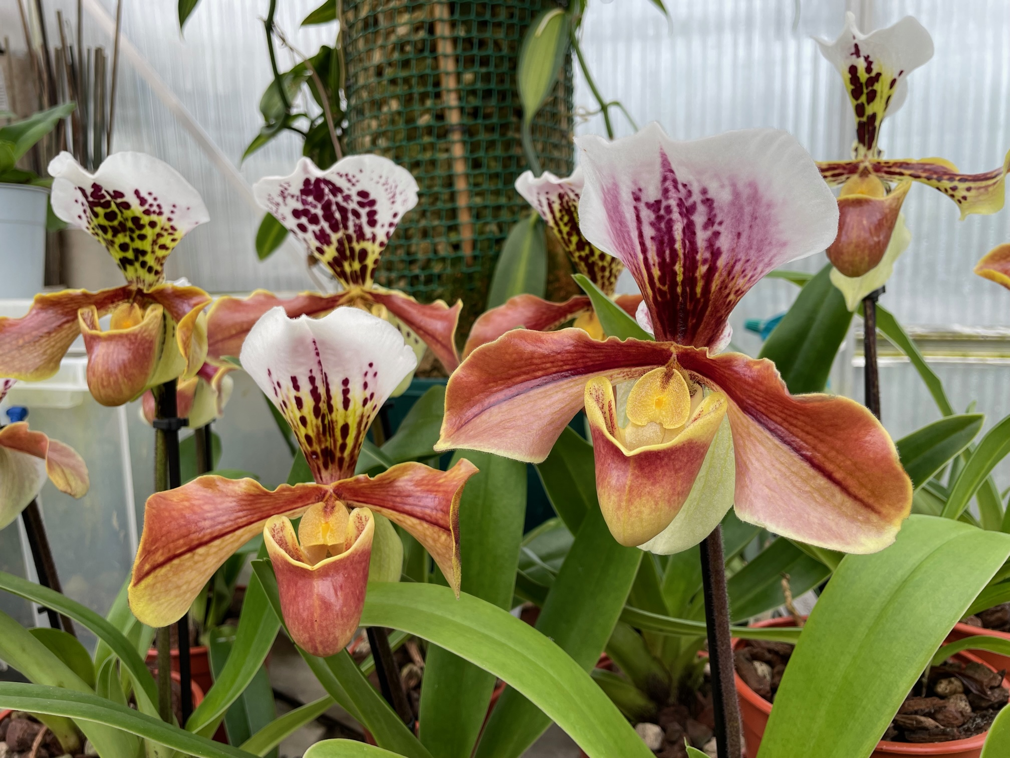 兰属杂种 图片 2