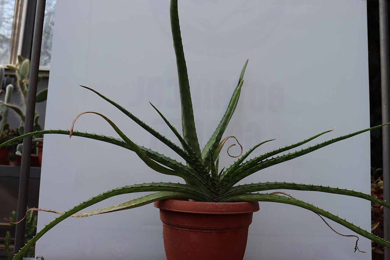 Aloe Vera image 6