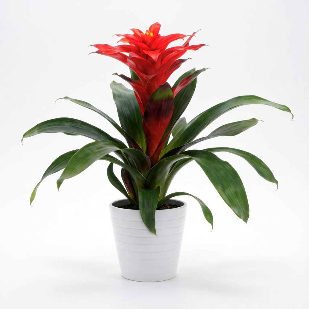 Star Bromeliad image 4