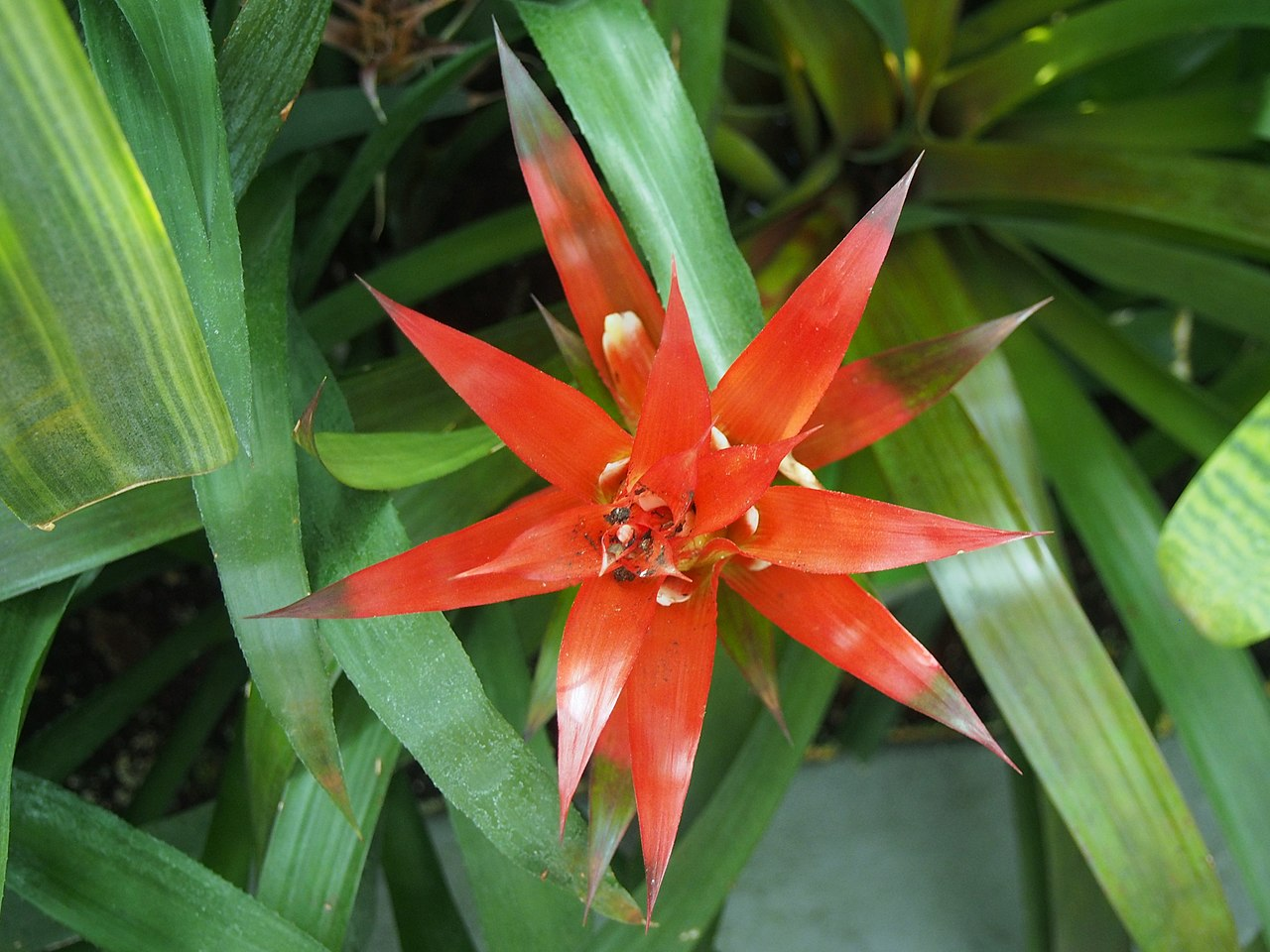 Star Bromeliad