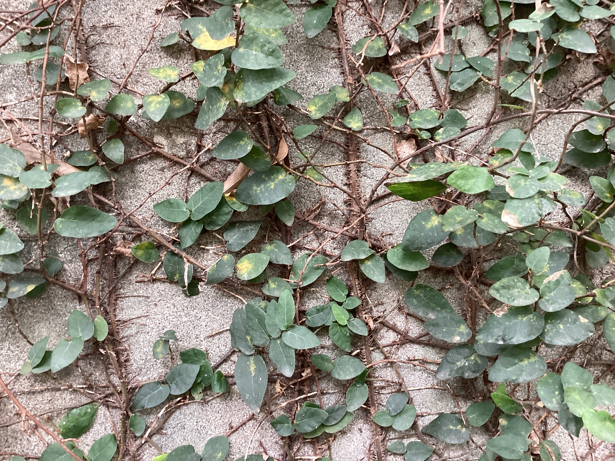 Variegated Creeping Fig