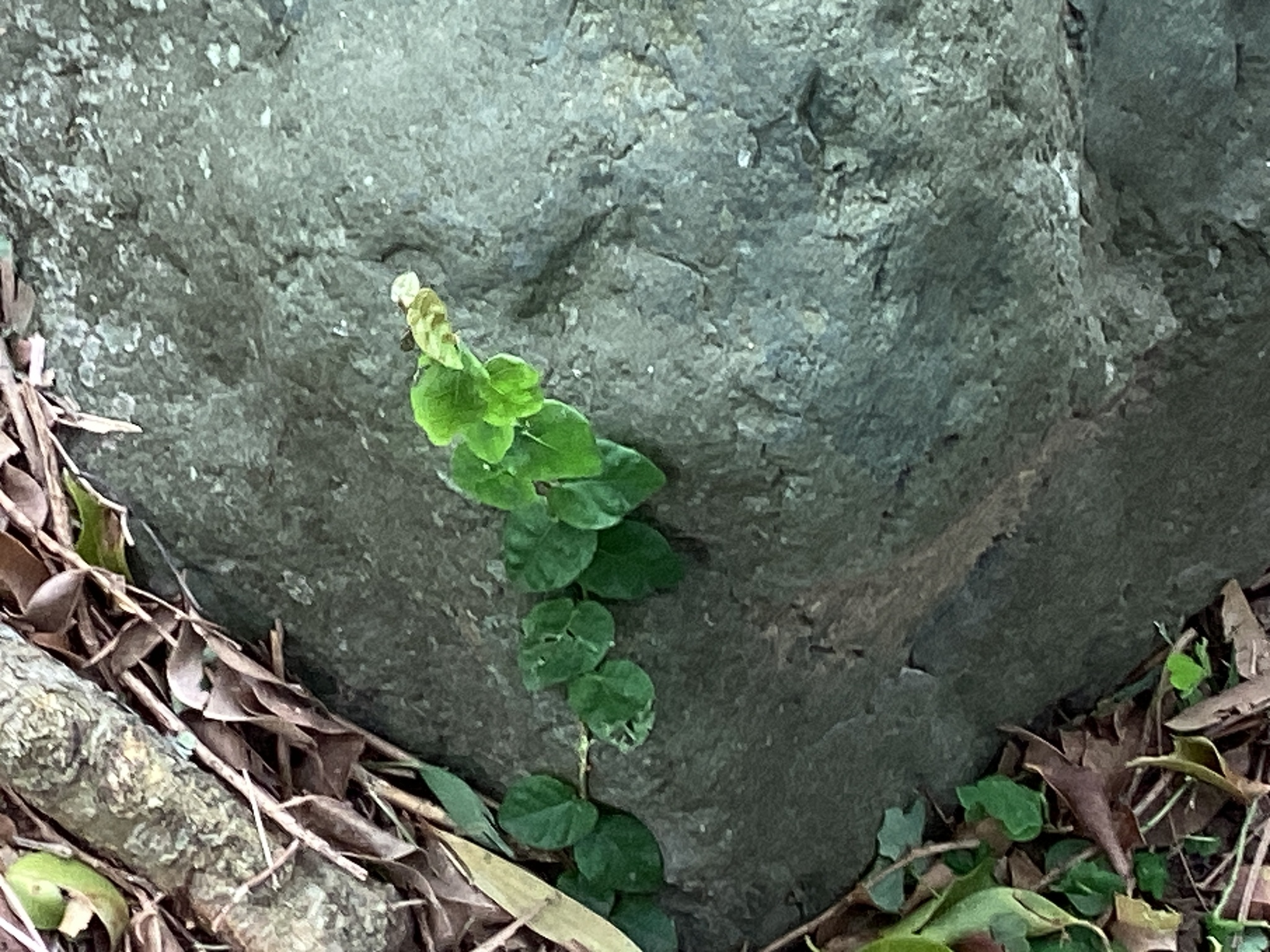 雪花薜荔 图片 4