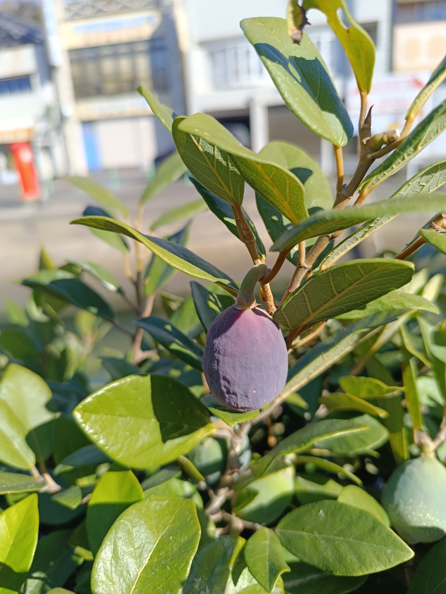 雪花薜荔 图片 5